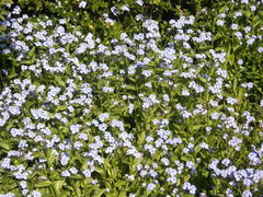 Myosotis