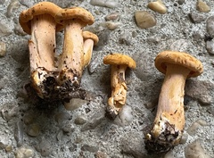 Cantharellus persicinus