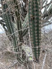 Armatocereus cartwrightianus