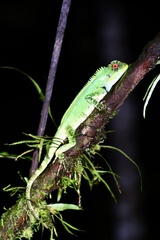 Enyalioides oshaughnessyi