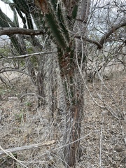 Armatocereus cartwrightianus