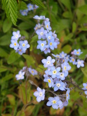 Myosotis