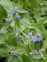 Myosotis