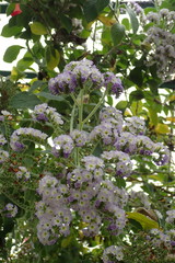 Myosotis