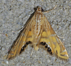 Petrophila daemonalis