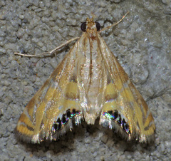 Petrophila daemonalis