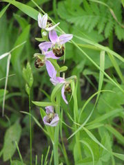 Ophrys apifera