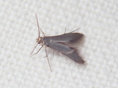 Schreckensteinia erythriella