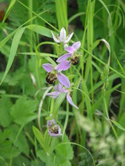 Ophrys apifera