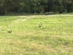 Corvus cornix