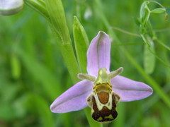 Ophrys apifera