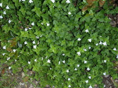 Justicia tubulosa late-ovata