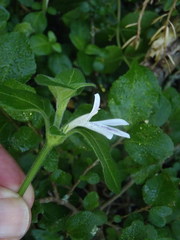 Justicia tubulosa late-ovata