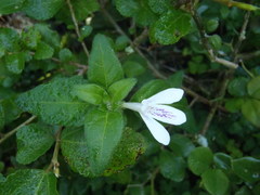 Justicia tubulosa late-ovata