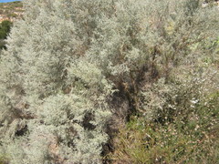 Aspalathus pedunculata