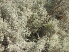 Aspalathus pedunculata