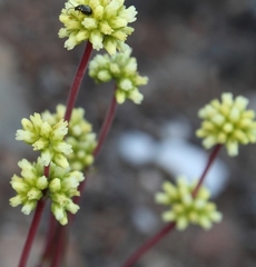 Crassula pubescens