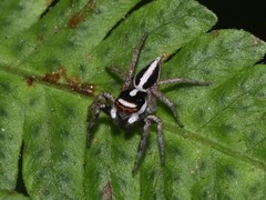 Leptofreya ambigua