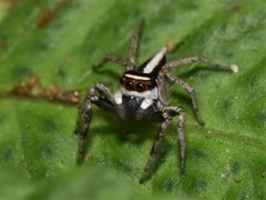 Leptofreya ambigua