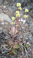 Crassula pubescens