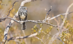 Anairetes flavirostris