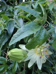 Passiflora