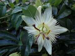 Passiflora