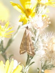 Loxostege munroealis