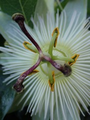 Passiflora