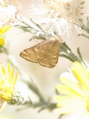 Loxostege munroealis