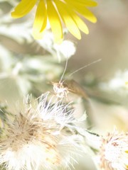 Loxostege munroealis