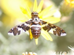 Exoprosopa caliptera
