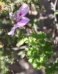 Pelargonium crispum
