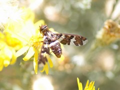 Exoprosopa caliptera