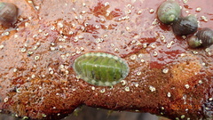 Lepidochitona cinerea