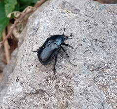 Cotinis antonii