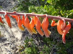 Gasteria acinacifolia