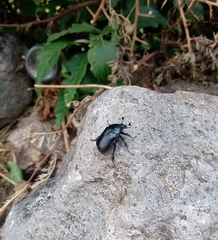 Cotinis antonii