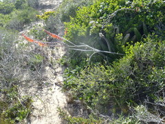 Gasteria acinacifolia
