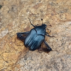 Cotinis antonii