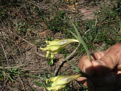 Gladiolus tristis