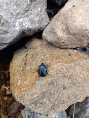 Cotinis antonii