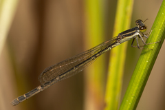 Agriocnemis rubricauda