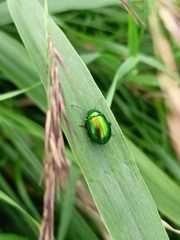 Chrysolina graminis