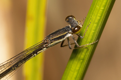 Agriocnemis rubricauda