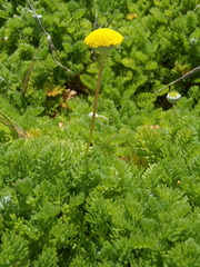 Cotula discolor