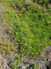 Cotula discolor