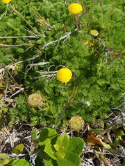 Cotula discolor