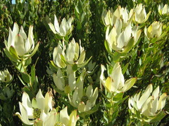 Leucadendron procerum