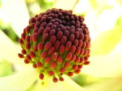 Leucadendron procerum